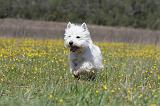 WESTIE 203